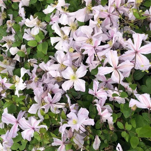 White Prince Charles Clematis Flowers