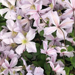 White Prince Charles Clematis Flowers