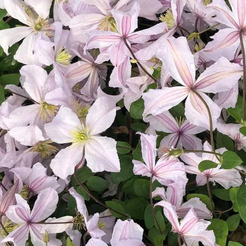 White Prince Charles Clematis Flowers