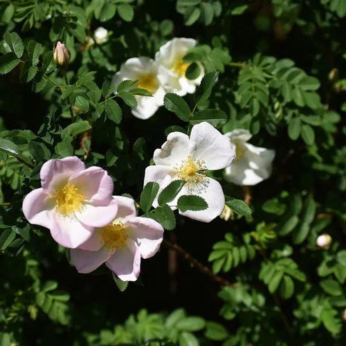 White Ramanas Rose Flowers