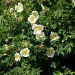 White Ramanas Rose Flowers