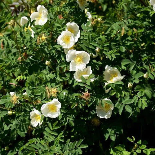 White Ramanas Rose Flowers
