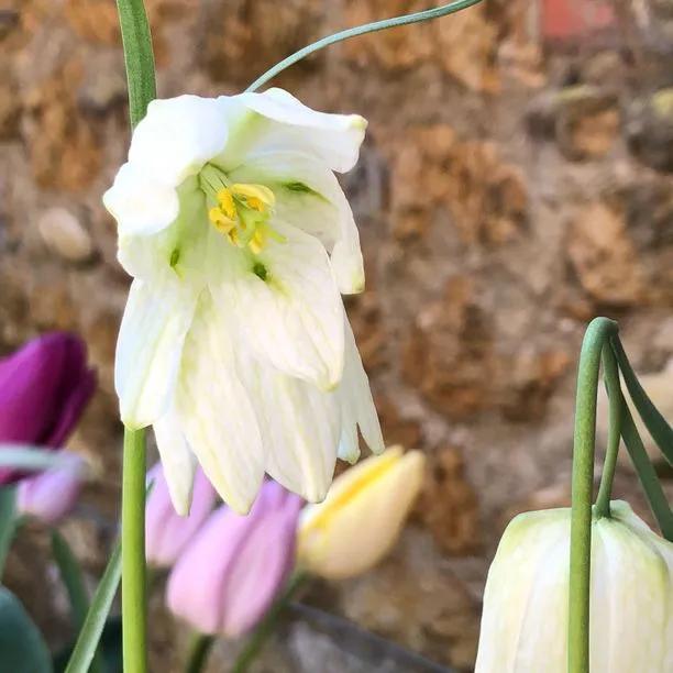 White Snake's Head Fritillary Flowers