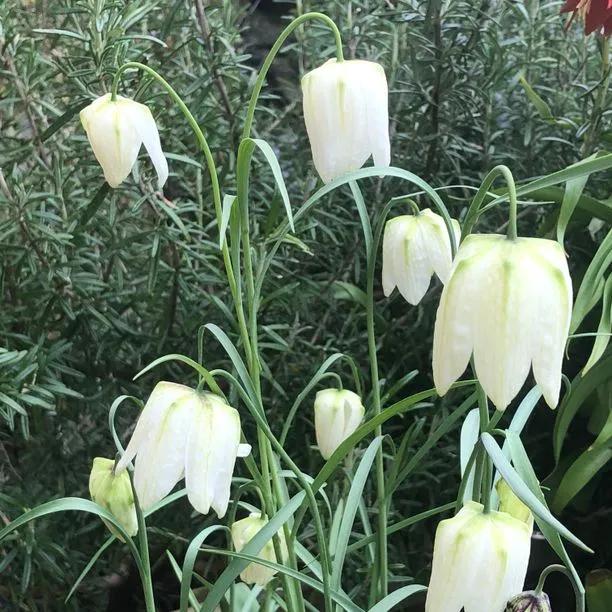 White Snake's Head Fritillary Flowers