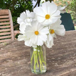 White Sonata Cosmos Flowers