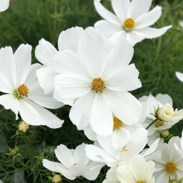 White Sonata Cosmos Flowers