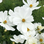 White Sonata Cosmos Flowers