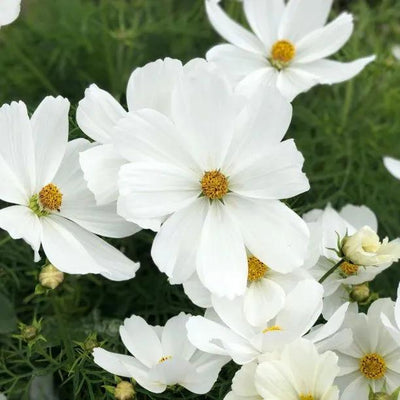 White Sonata Cosmos Flowers