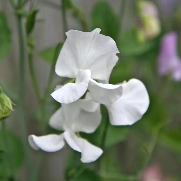 White Supreme Sweet Pea Flowers