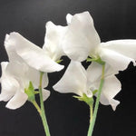 White Supreme Sweet Pea Flowers