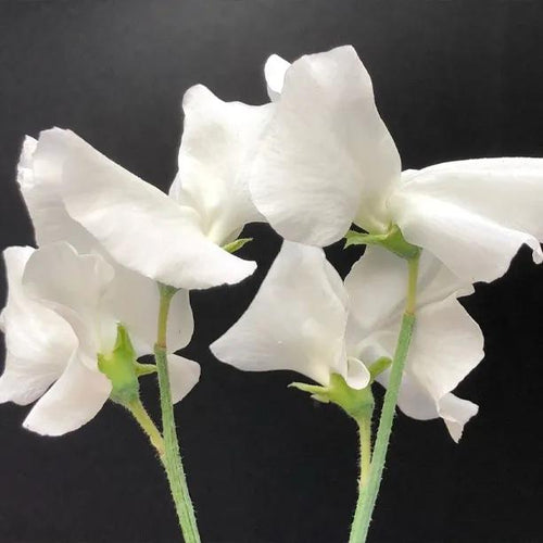 White Supreme Sweet Pea Flowers