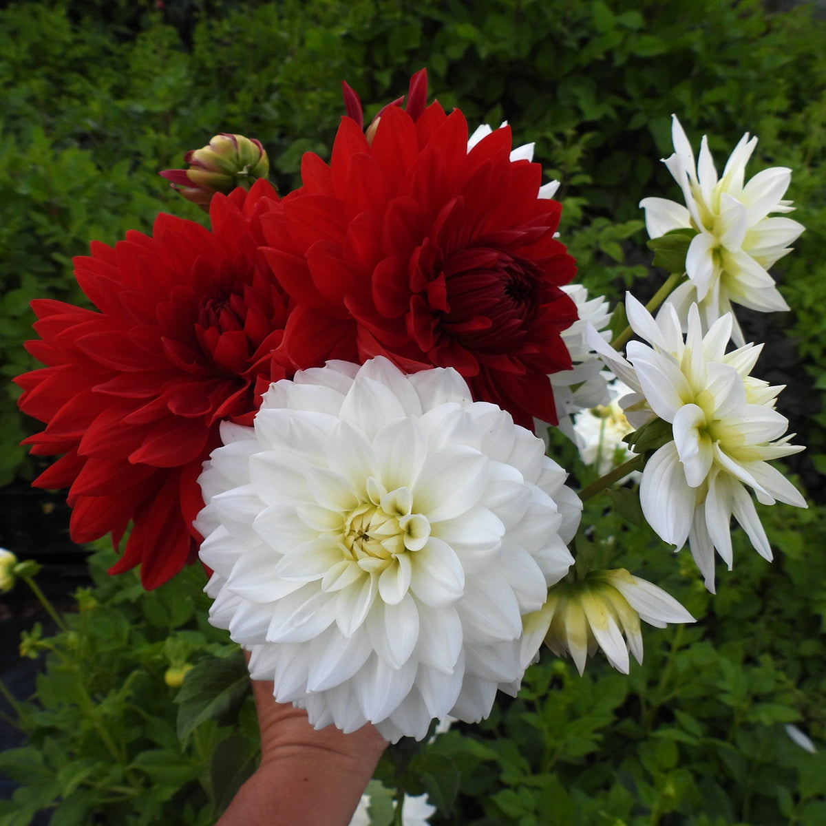A hand holding a cluster of dahlias, including two large red blooms, one large white bloom in the foreground, and several smaller white blooms, set against a background of green foliage.