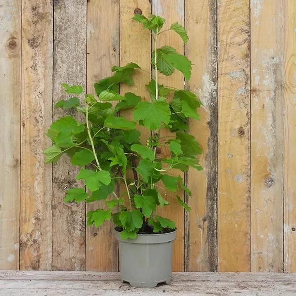 White Versailles Whitecurrant Plant in 3 litre pot