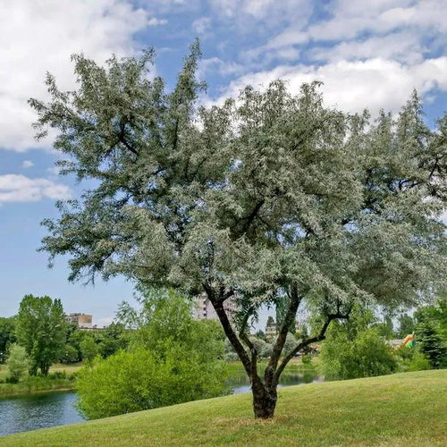 Mature White Willow tree