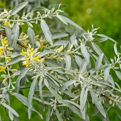 White Willow Tree Leaves