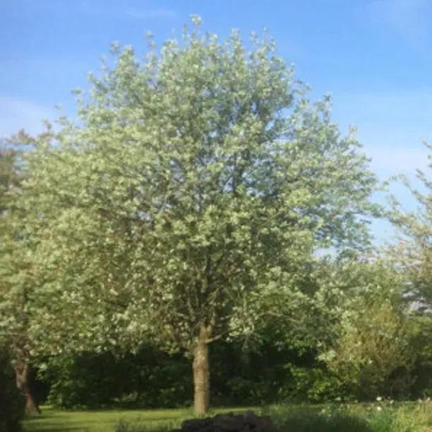 Mature Whitebeam Tree