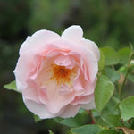 Whiter Shade of pale hybrid tea Rose Flowers
