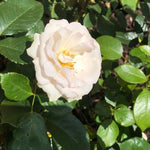 Whiter Shade of pale hybrid tea Rose Flowers