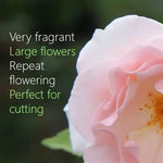 Whiter Shade of pale hybrid tea Rose Flowers perfect for cutting