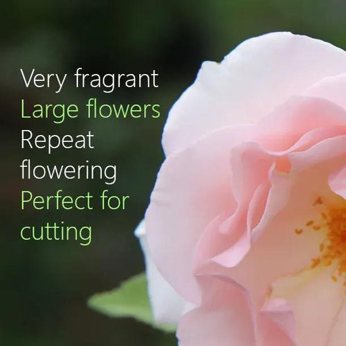 Whiter Shade of pale hybrid tea Rose Flowers perfect for cutting