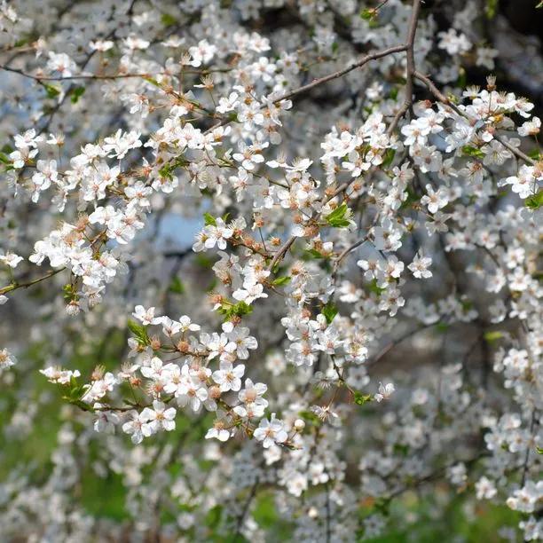 Wild Cherry Flowers