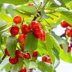 Wild Cherry Fruit