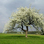 Mature Wild Cherry Tree in Flower