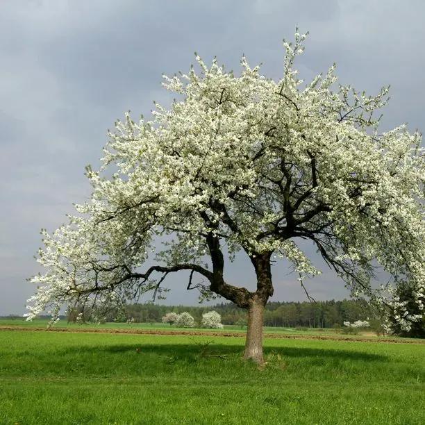 Mature Wild Cherry Tree in Flower