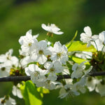 Native Wild Cherry Tree Flowers
