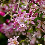 Wild Crabapple Flowers