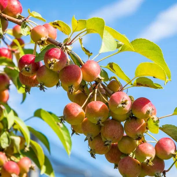 Wild Crabapple Fruit on the tree