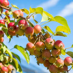 Wild Crabapple Fruit on the tree