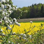 Wild Crabapple Flowers