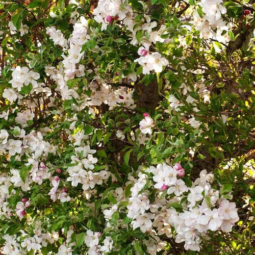 Wild Crabapple Flowers