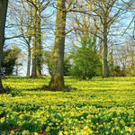 Narcissus pseudonarcissus Lobularis Wild Daffodil Flowers Carpeting field
