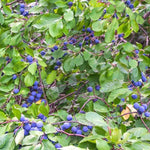 Wild Plums on the tree