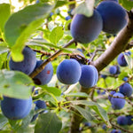 Wild Plum fruit on the tree
