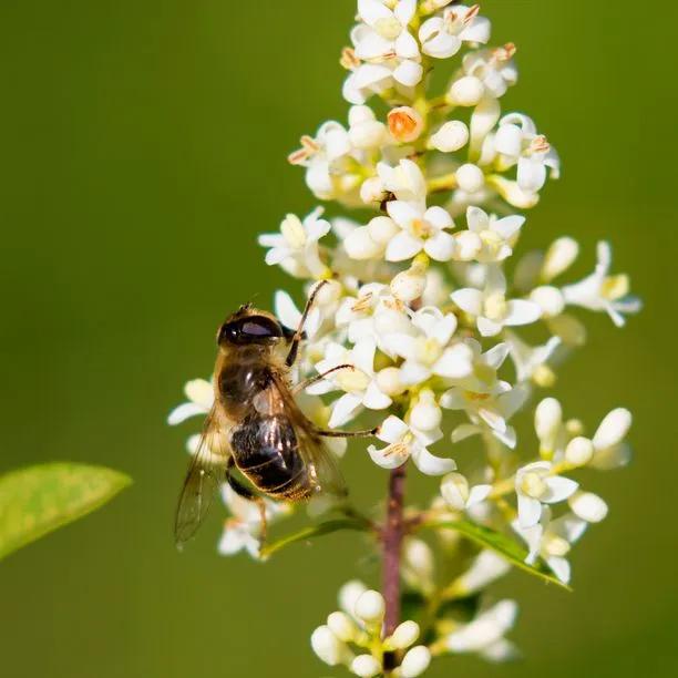 Wild Privet Flowers