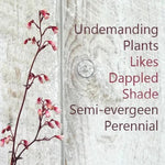 Wild Rose Heuchera Flower