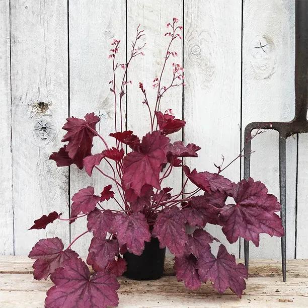 Wild Rose Heuchera Plants