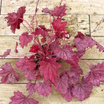 Wild Rose Heuchera Plant