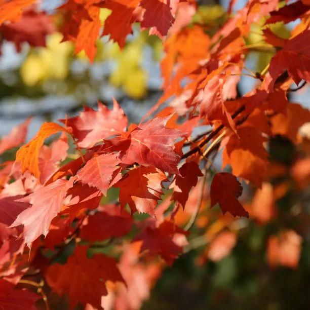 Wild Service Tree Leaves Autumn