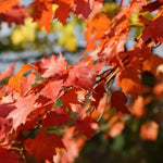 Wild Service Tree Leaves Autumn