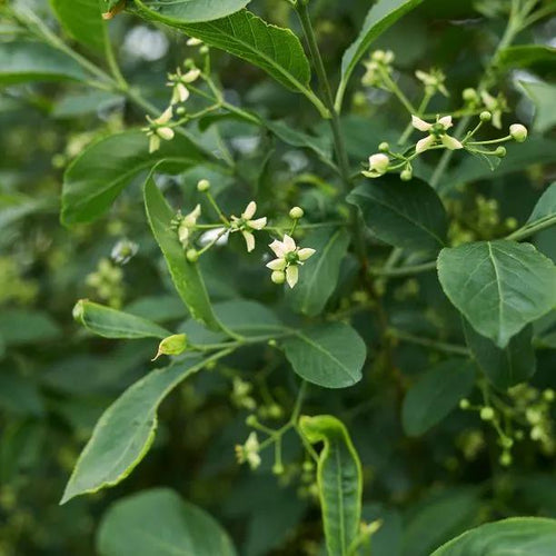 Wild Spindleberry Flowers