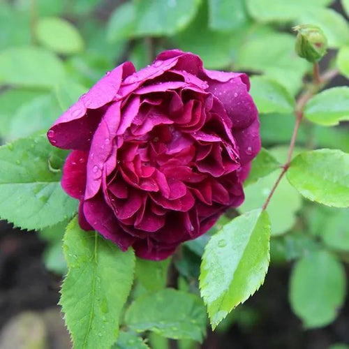 William Lobb Old Shrub Rose Flowers