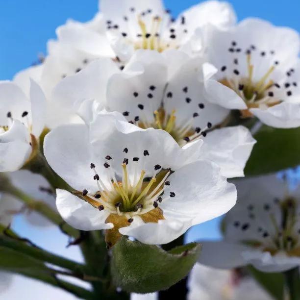 Williams Bon Chretien pear tree blossom