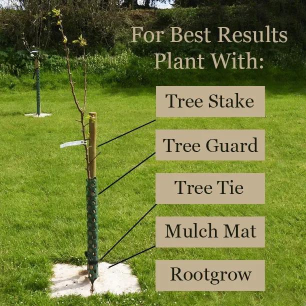 Newly Planted Williams Bon Chretian Pear Tree