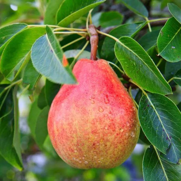 Williams Bon Chretien Pear on the tree