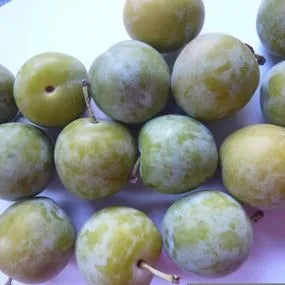 Ripe Willingham gages on the tree