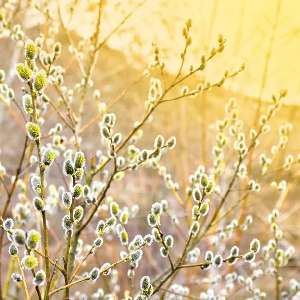 Grey Willow Catkins in Spring